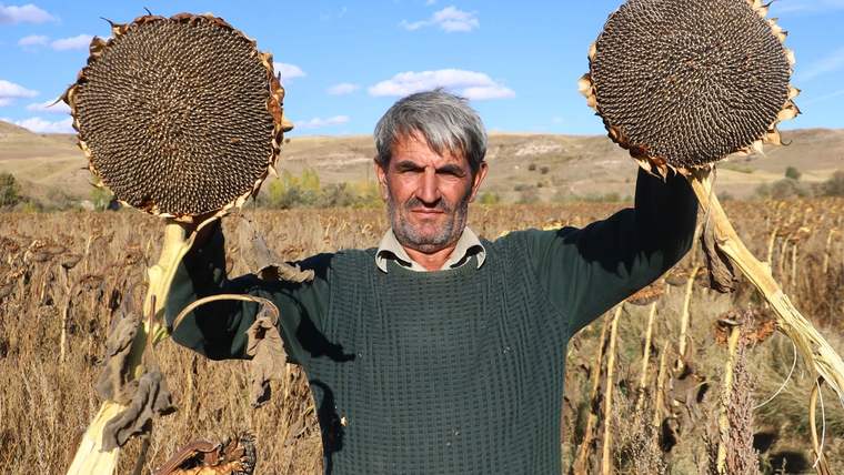 Ayçiçeği taneleriyle dolu iki başak tutan bir çiftçi, tarlada poz veriyor.