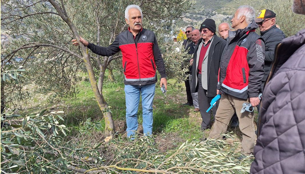 Kaş'ta zeytin budama eğitimi mahalle sakinleriyle paylaşıldı - Birlik Haber Ajansı