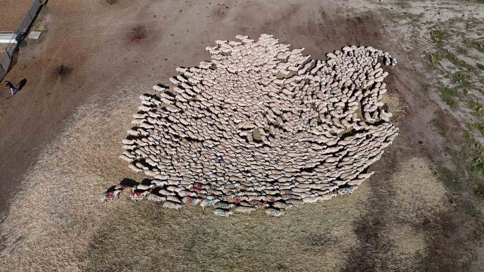 Sivas Ulaş’ta koçların boyanmasının nedeni belli oldu