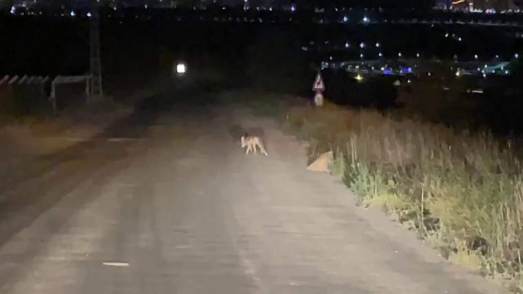 Yol kenarında yürüyen bir tilki, gece karanlığında görünmekte.