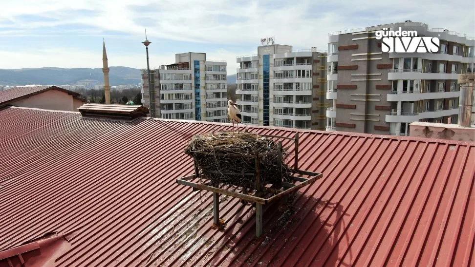 Sivas'ta Leylekler Okul Maskotu Oldu