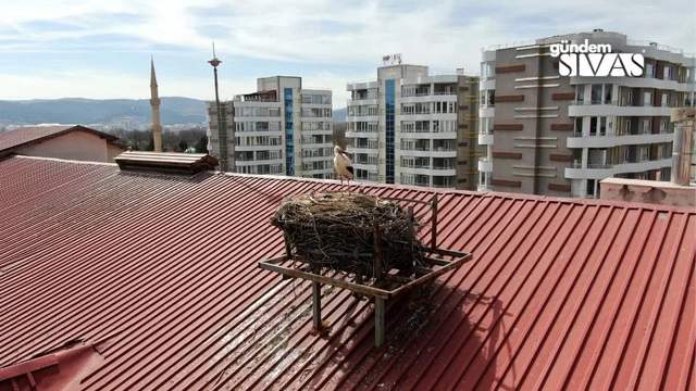 Sivas'ta Leylekler Okul Maskotu Oldu