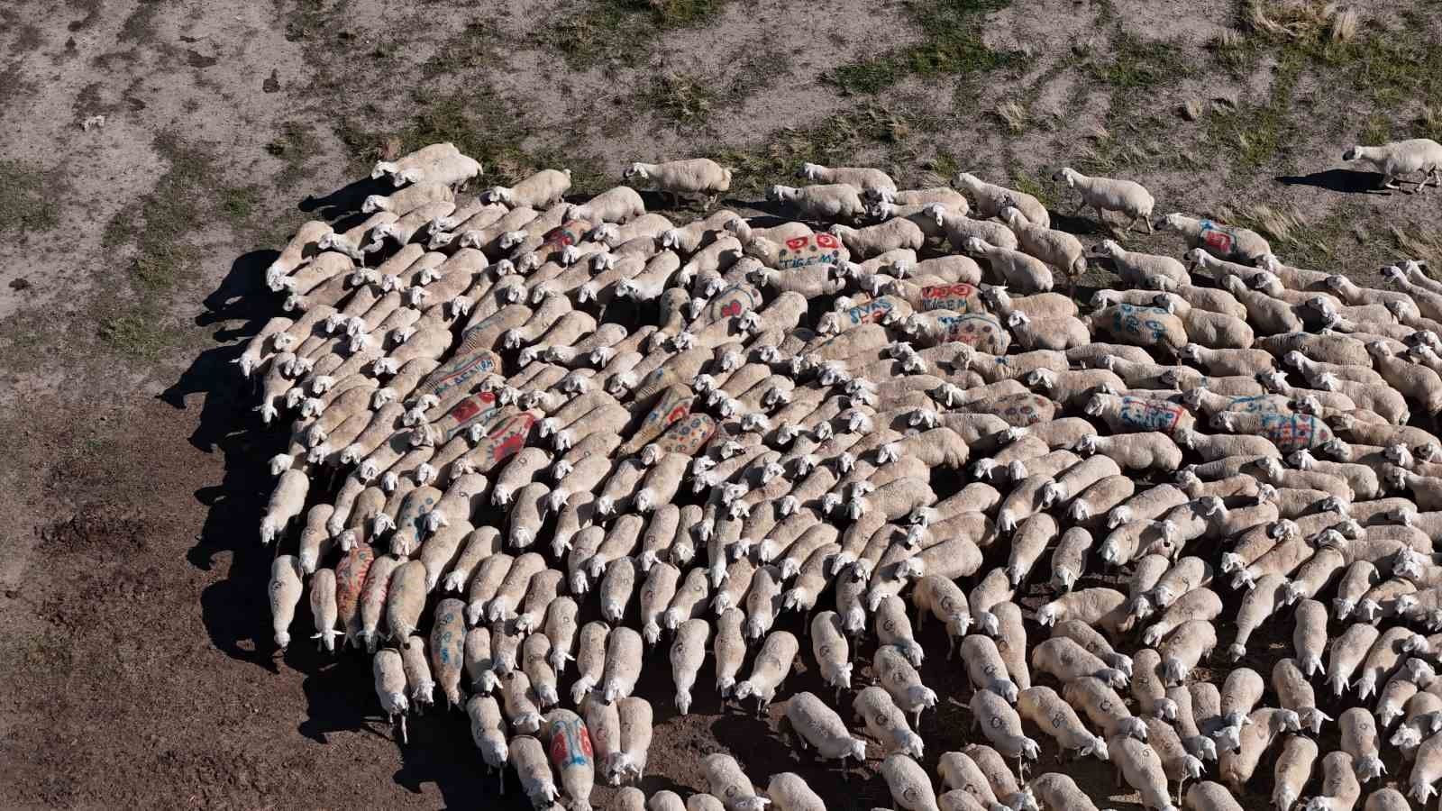 Sivas Ulaş’ta koçların boyanmasının nedeni belli oldu