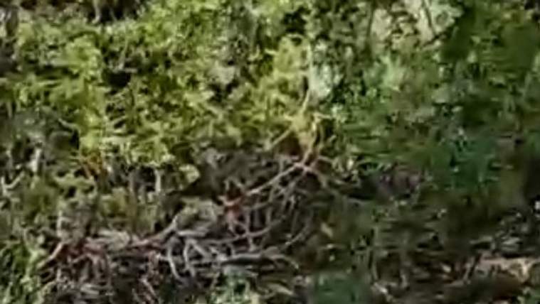 Kangal Köpeği Haskız, Gebe Haldeyken Sürüsünü Yılandan Korudu!