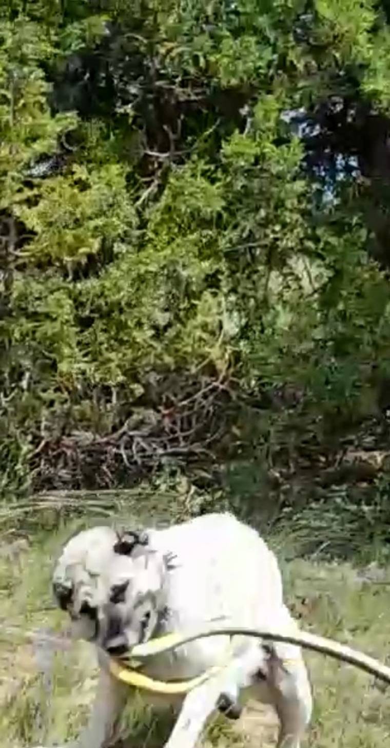 Ağaçlık alanda, boynunda sarı tasma ve bağlı ip bulunan açık renkli bir köpek duruyor.