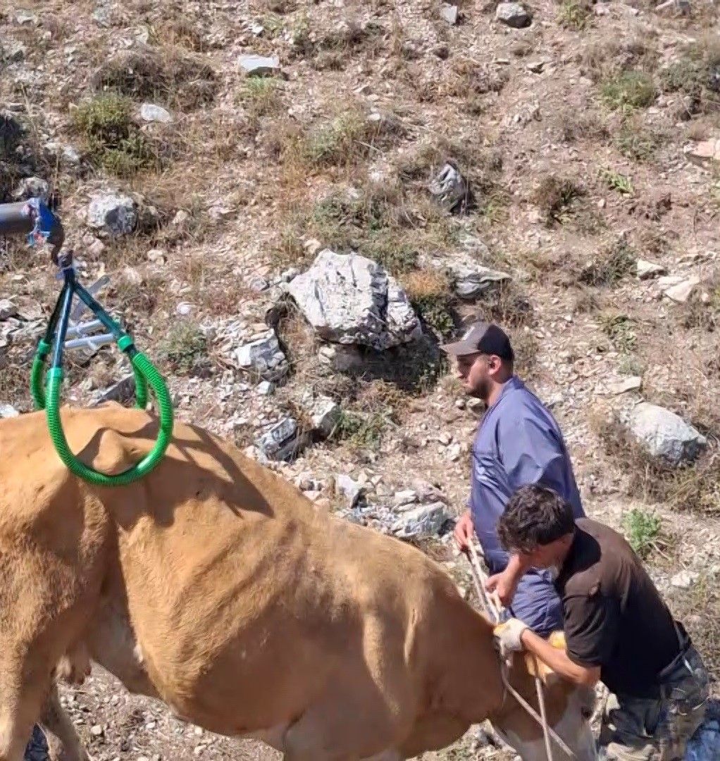 7 aylık gebe inek, Sivas’ta düştüğü çukurdan vinçle çıkarıldı