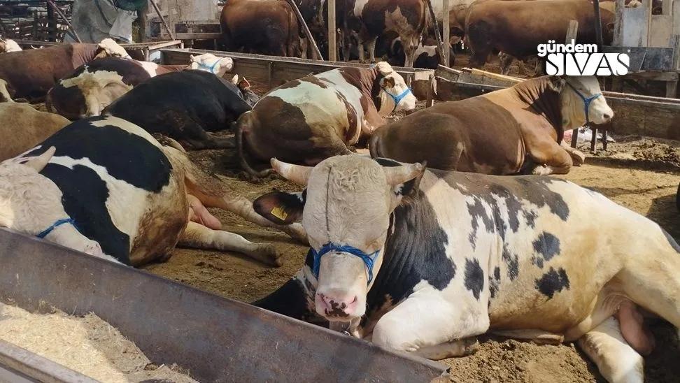 Kurban Pazarı'na Ücretsiz Ulaşım