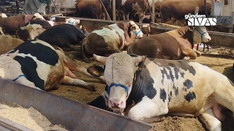 Kurban Pazarı'na Ücretsiz Ulaşım