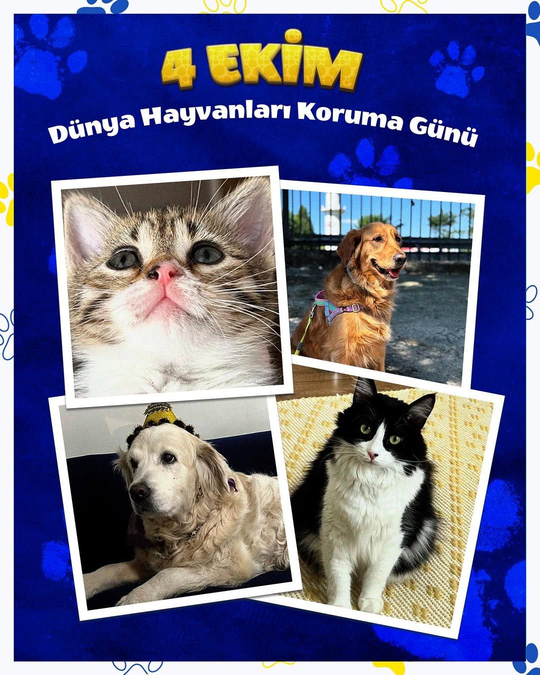 Mavi zeminli kolajda kedi ve köpek fotoğrafları, üstte “4 Ekim Dünya Hayvanları Koruma Günü” yazısı yer alıyor.