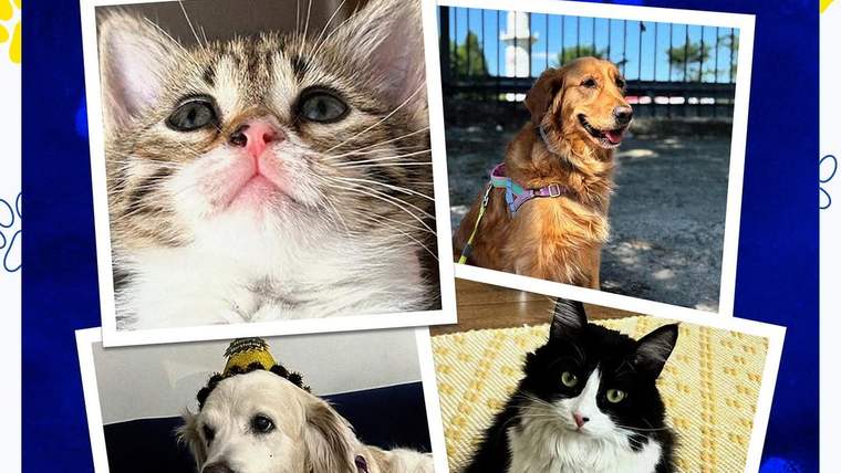Mavi zeminli kolajda kedi ve köpek fotoğrafları, üstte “4 Ekim Dünya Hayvanları Koruma Günü” yazısı yer alıyor.