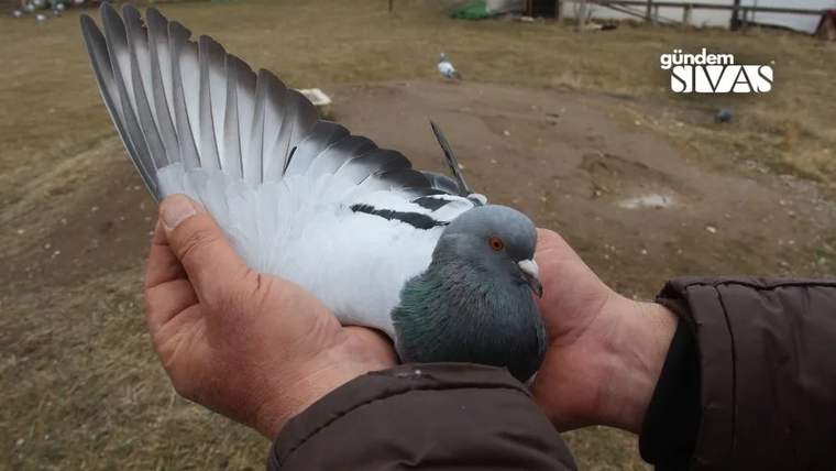 Ellerin arasında tutulan güvercin, açık kanadını gösterirken toprak zeminin üzerinde duruyor.
