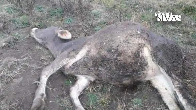 Toprak ve otların üzerinde, beyaz benekli kahverengi bir hayvanın cansız bedeni yatıyor.