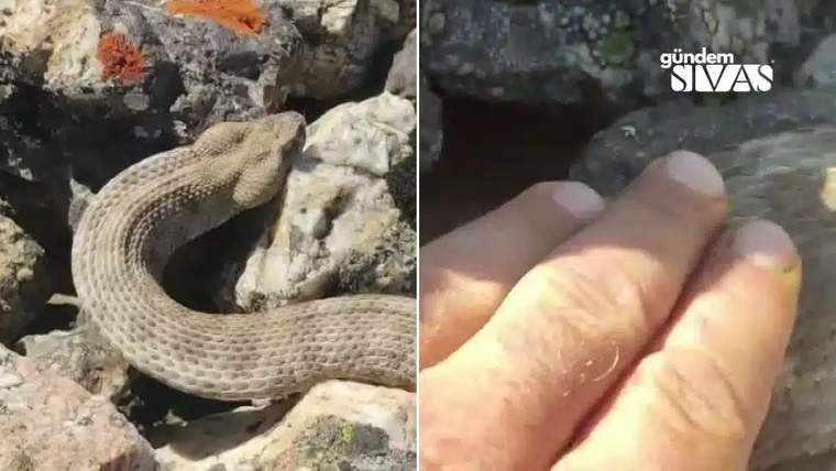 Bir el, kayaların üzerinde yatan bir yılanın başına dokunuyor.
