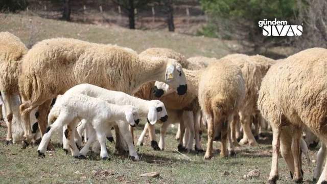 Sivas'ta Kuzular Anneleriyle Buluştu