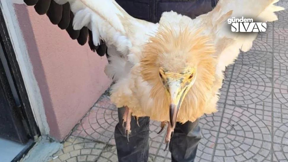 Sivas'ta Bulunan Akbaba Tedavi Altına Alındı