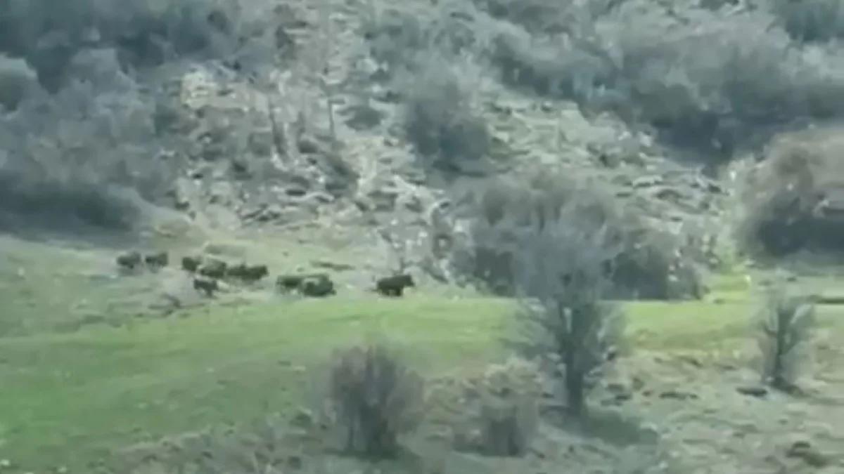 Sivas'ta Tarlaya İnen Domuz Sürüsü Kamerada: Çiftçi Mahsulünü Böyle Korudu!
