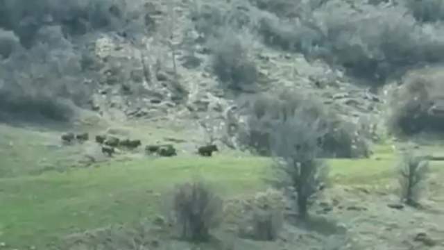 Sivas'ta Tarlaya İnen Domuz Sürüsü Kamerada: Çiftçi Mahsulünü Böyle Korudu!