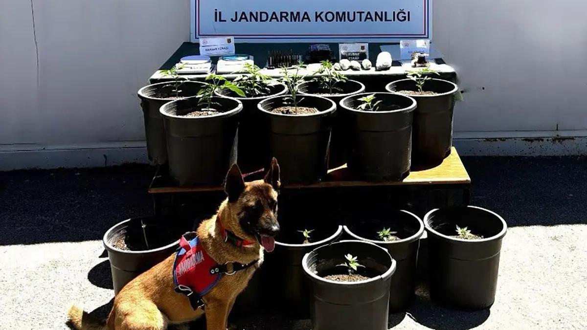 Uyuşturucu Operasyonu: 5 Şüpheli Yakalandı, Esrar, Skunk ve Silah Ele Geçirildi