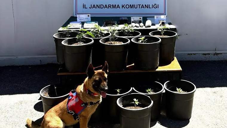 Bir jandarma köpeği, önünde esrar bitkileri bulunan masanın yanında oturuyor.