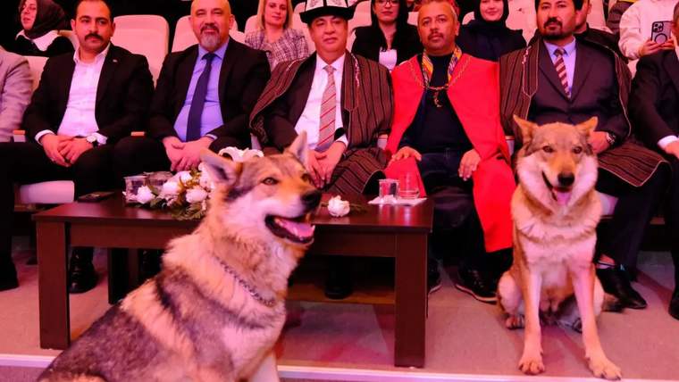 Sahne önünde oturan insanlar, iki kurt ve çiçeklerle süslenmiş bir masa var.