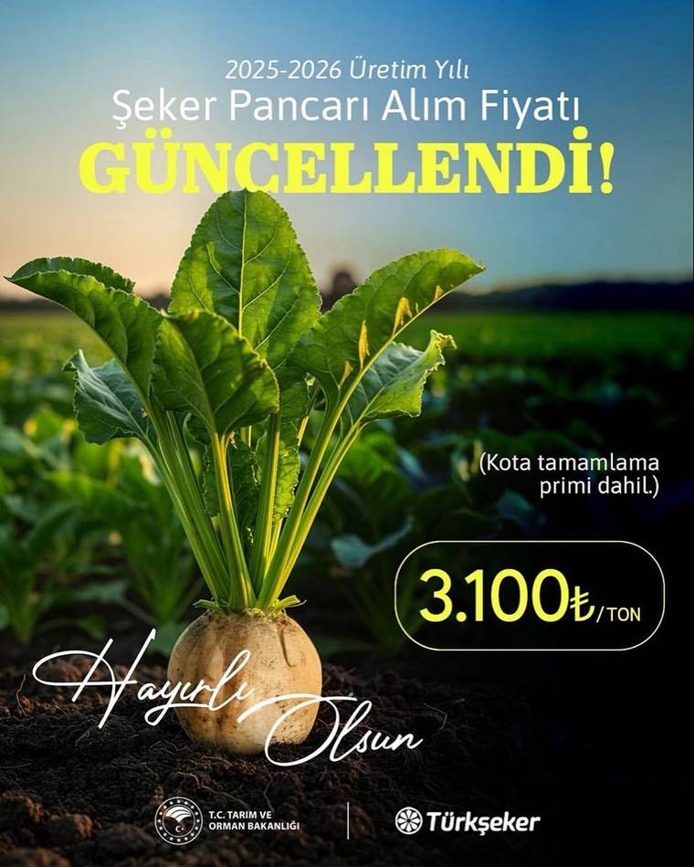Topraktan çıkarılmış şeker pancarı bitkisi, yaprakları ve köküyle birlikte; görselde fiyat bilgisi yer alıyor.