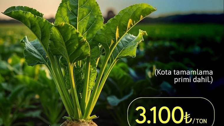 2025-2026 Üretim Yılı Şeker Pancarı Alım Fiyatı Açıklandı