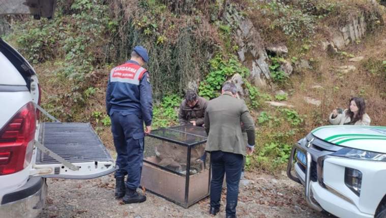 Hopa’da dereye düşen karaca kurtarıldı