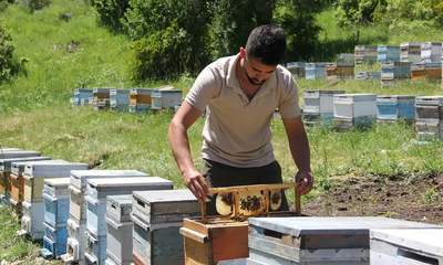 Sivas’ta Bal Üretiminde Rekor Beklentisi: Yağışlar Arıcılara Umut Oldu!