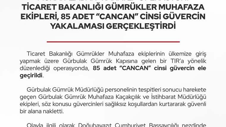 Gümrük kapısında, 85 adet Cancan güvercinini taşıyan bir TIR duruyor.