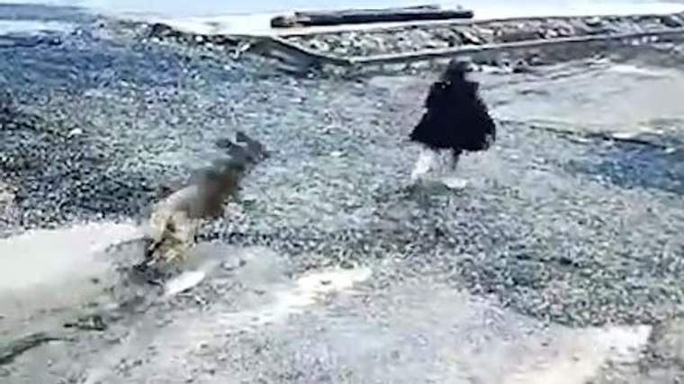 Bir çocuk, sahilde bir köpeğin yanından koşarak uzaklaştığı an görüntülenmiş.