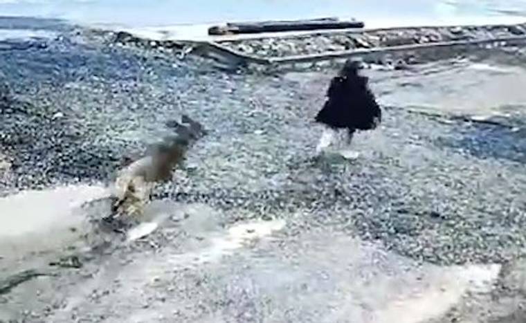 Sahilde bir çocuk, arkasında koşan bir köpekle birlikte yürüyor.