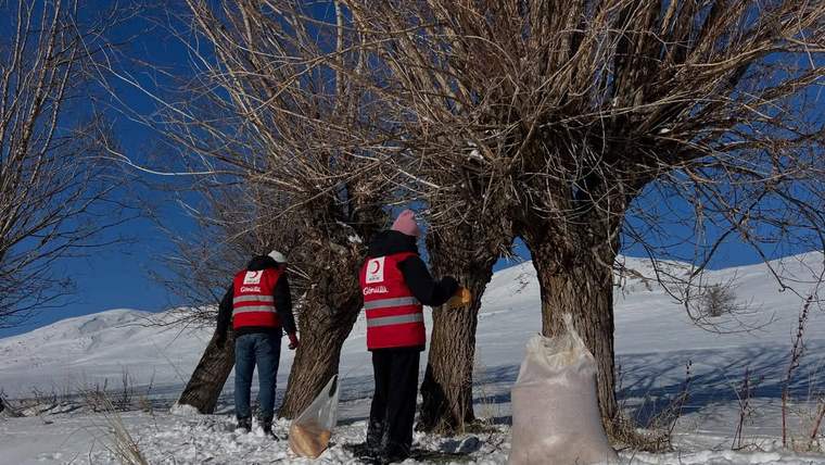 Karlı arazide iki kişi, ağaçların çevresine beyaz çuvallar yerleştirirken görülüyor.