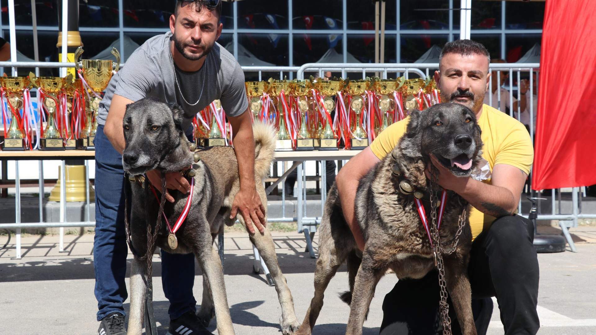 Kangal’ın Ana Vatanında Büyük Yarış!