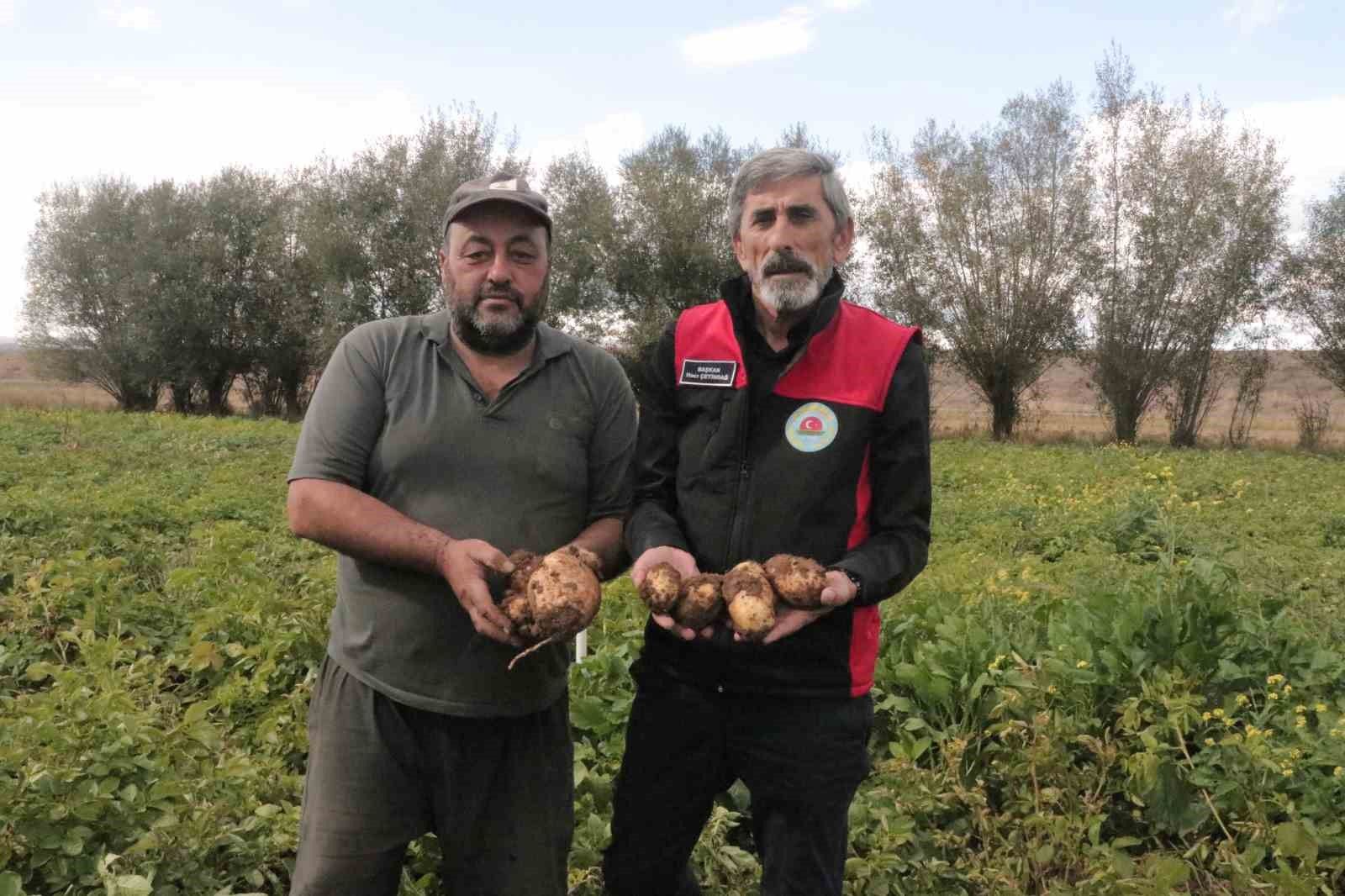 Sivas’ta patates sökümü için gözler 29 Ekim’e çevrildi