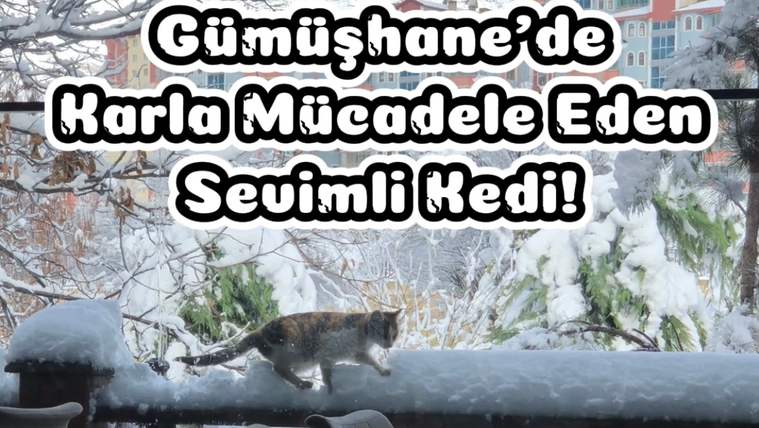 Gümüşhane’de karla mücadele eden sevimli kedi!
