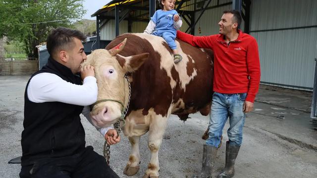 Sivas’ta 1 Tonluk “Poyraz” Görenleri Hayran Bıraktı: 500 Bin TL’lik Dev Kurbanlığa Yoğun İlgi