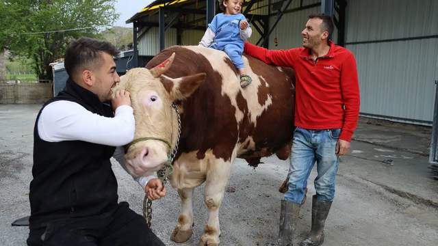 Sivas’ta 1 Tonluk “Poyraz” Görenleri Hayran Bıraktı: 500 Bin TL’lik Dev Kurbanlığa Yoğun İlgi