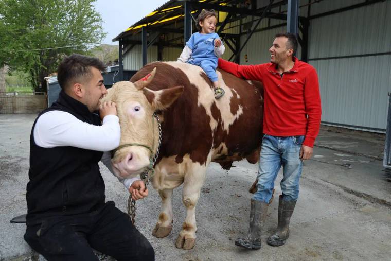 Bir inek, yanında bir çocuk ve iki yetişkinle birlikte duruyor; çocuk ineğin sırtında oturuyor.
