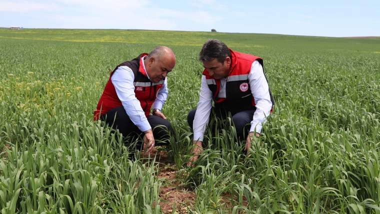 Hububat Üretiminde Tehlike Çanları: İl Müdürü Seyit Yıldız'dan Hastalık Uyarısı