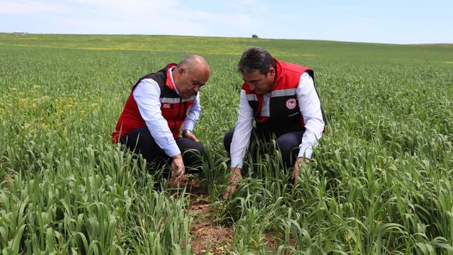 Hububat Üretiminde Tehlike Çanları: İl Müdürü Seyit Yıldız'dan Hastalık Uyarısı