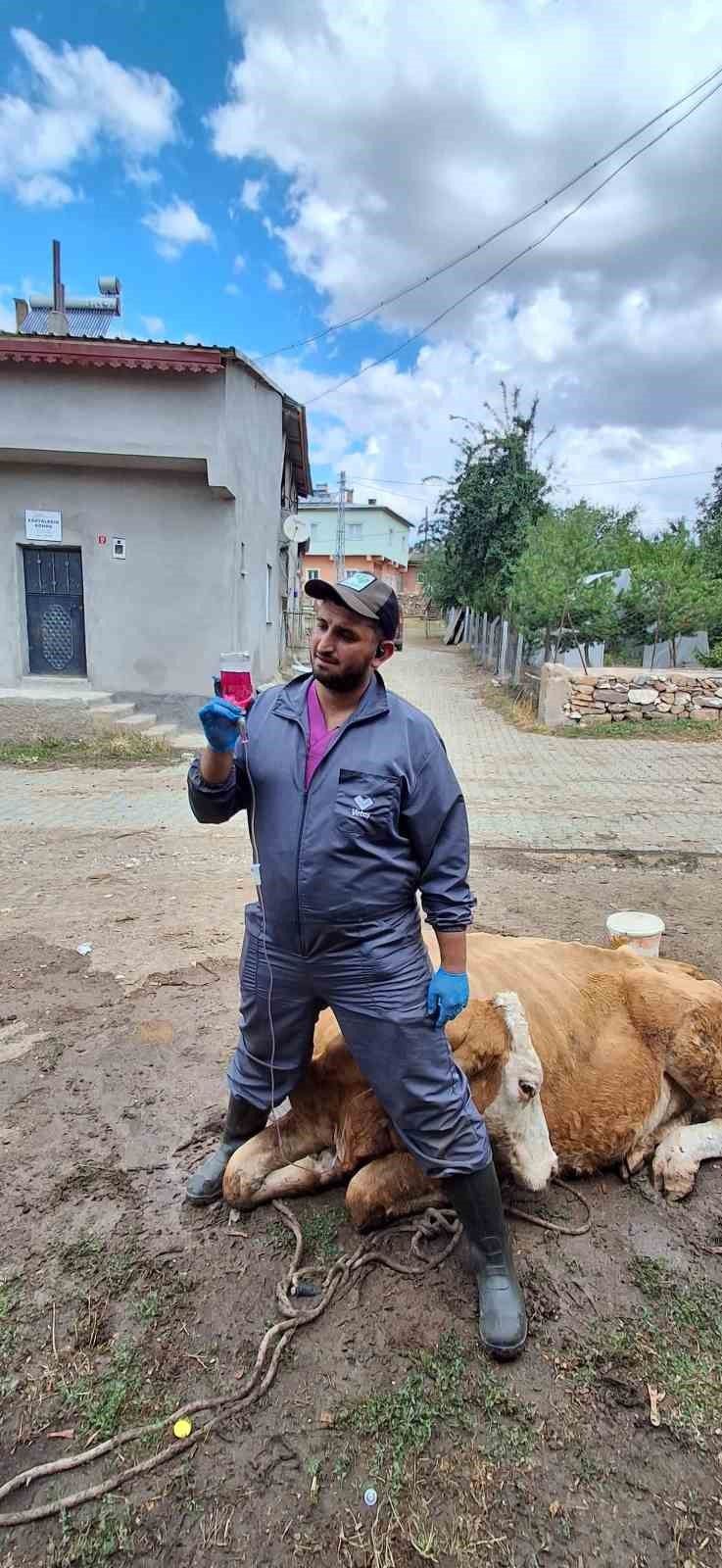 7 aylık gebe inek, Sivas’ta düştüğü çukurdan vinçle çıkarıldı