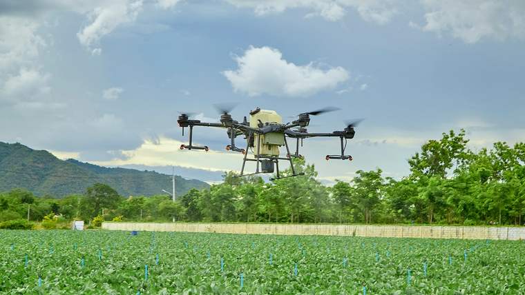 Bir tarım alanında, havada uçan bir drone, yeşil bitkilerin üzerinde süzülüyor.