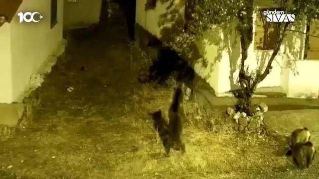 Sivas'ta Aç Ayılar Köy Meydanına İndi