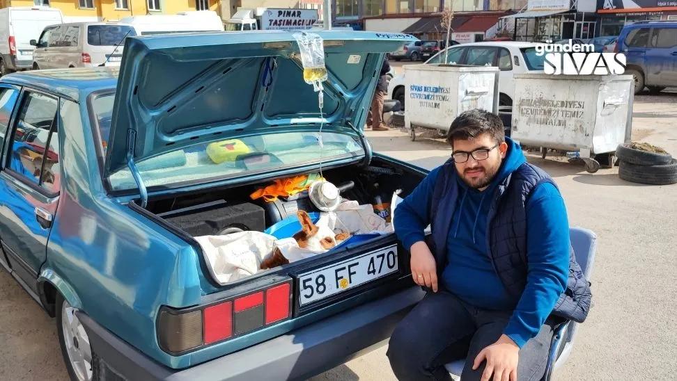 Otomobilin Bagajında Buzağıyı Tedavi Ediyor