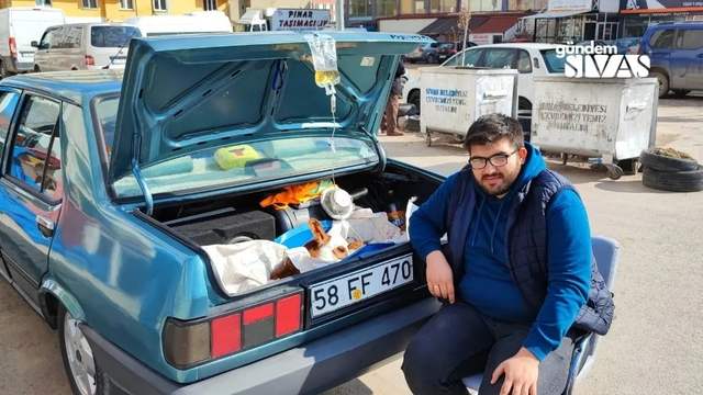 Otomobilin Bagajında Buzağıyı Tedavi Ediyor