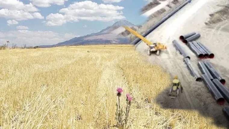 Sarı tarlada mor çiçekler, arka planda dağ ve inşaat ekipmanları görünmekte.