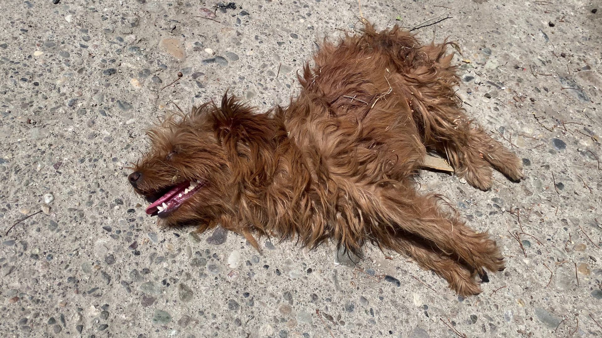 Kahverengi, uzun tüylü bir köpek, dili dışarıda beton zemin üzerinde yan yatıyor.