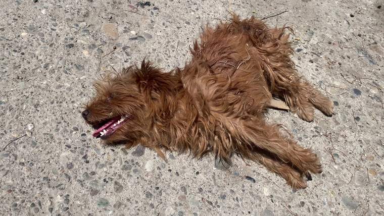 Kahverengi, uzun tüylü bir köpek, dili dışarıda beton zemin üzerinde yan yatıyor.