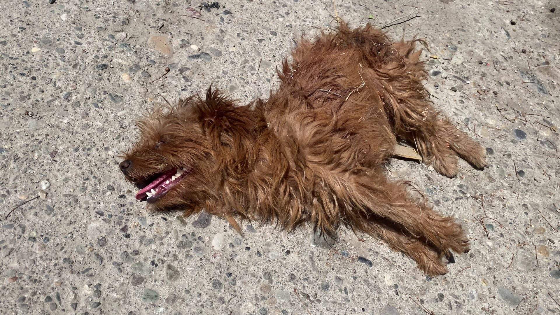 Kahverengi, uzun tüylü bir köpek, dili dışarıda beton zemin üzerinde yan yatıyor.