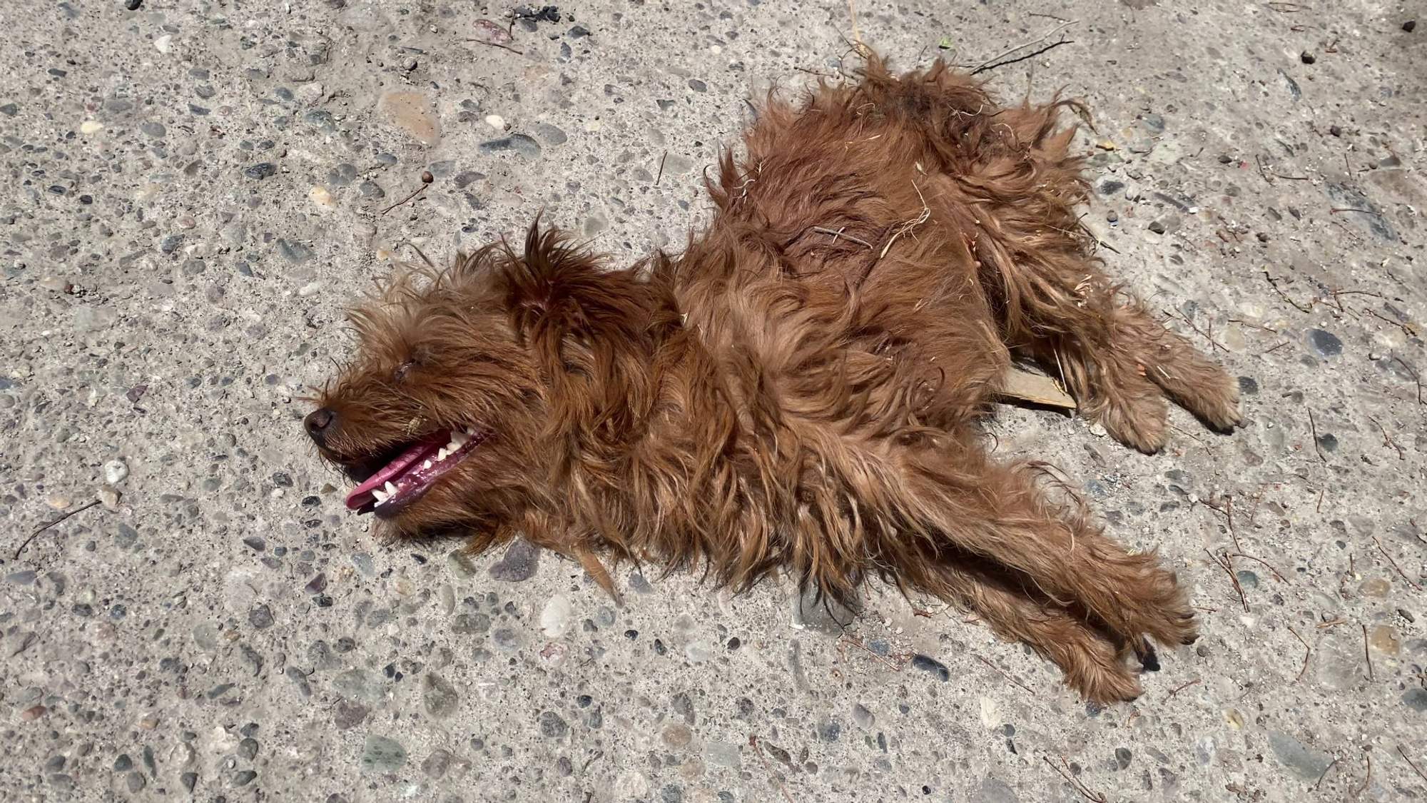 Kahverengi, uzun tüylü bir köpek, dili dışarıda beton zemin üzerinde yan yatıyor.